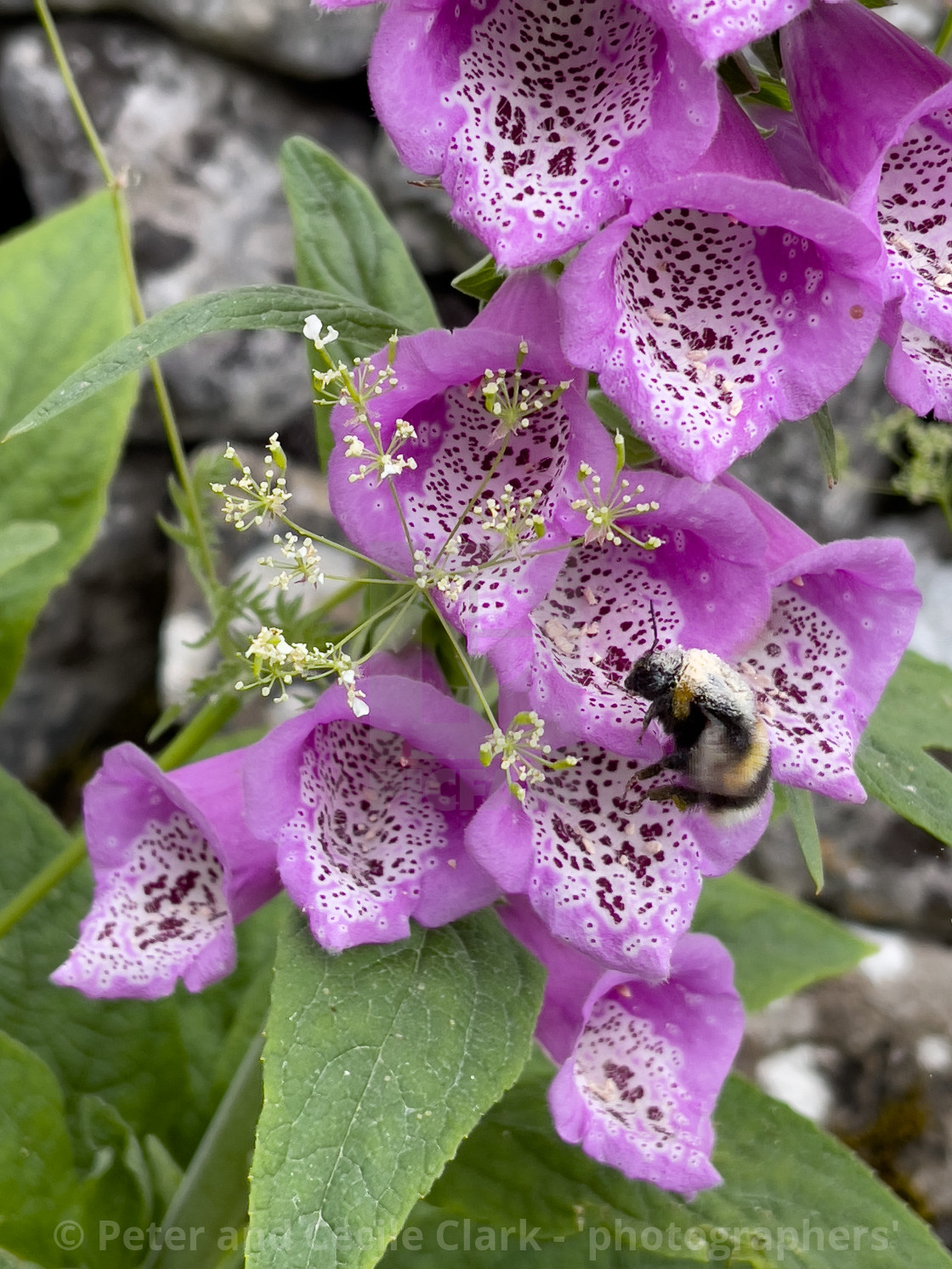 "Bumblebee in Foxglove Flower, Grassington, Yorkshire Dales." stock image