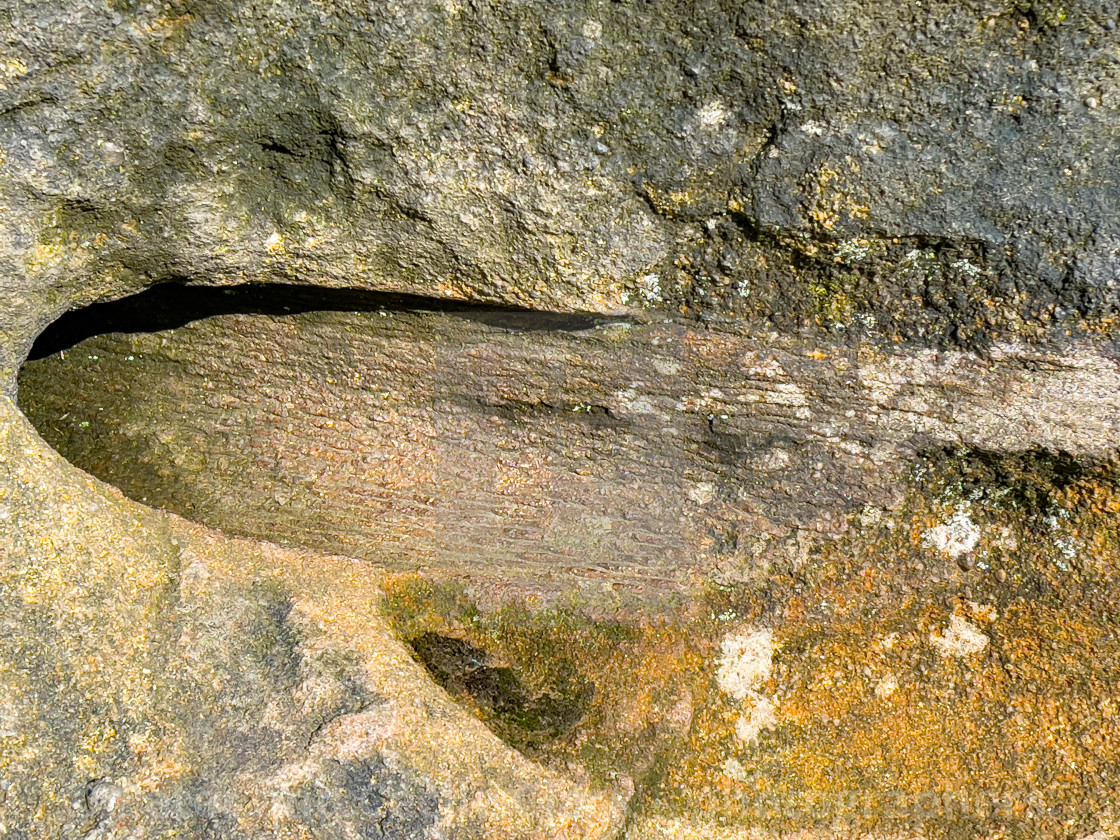 "Trace Fossil, Ilkley Moor" by Peter and Cecile Clark - 'photographers' - $25.35 "Trace Fossil, Ilkley Moor" stock image