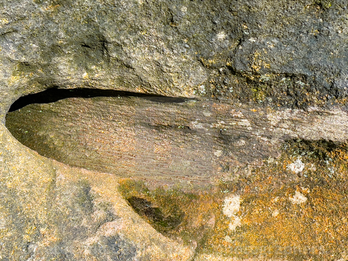 "Trace Fossil, Ilkley Moor" stock image