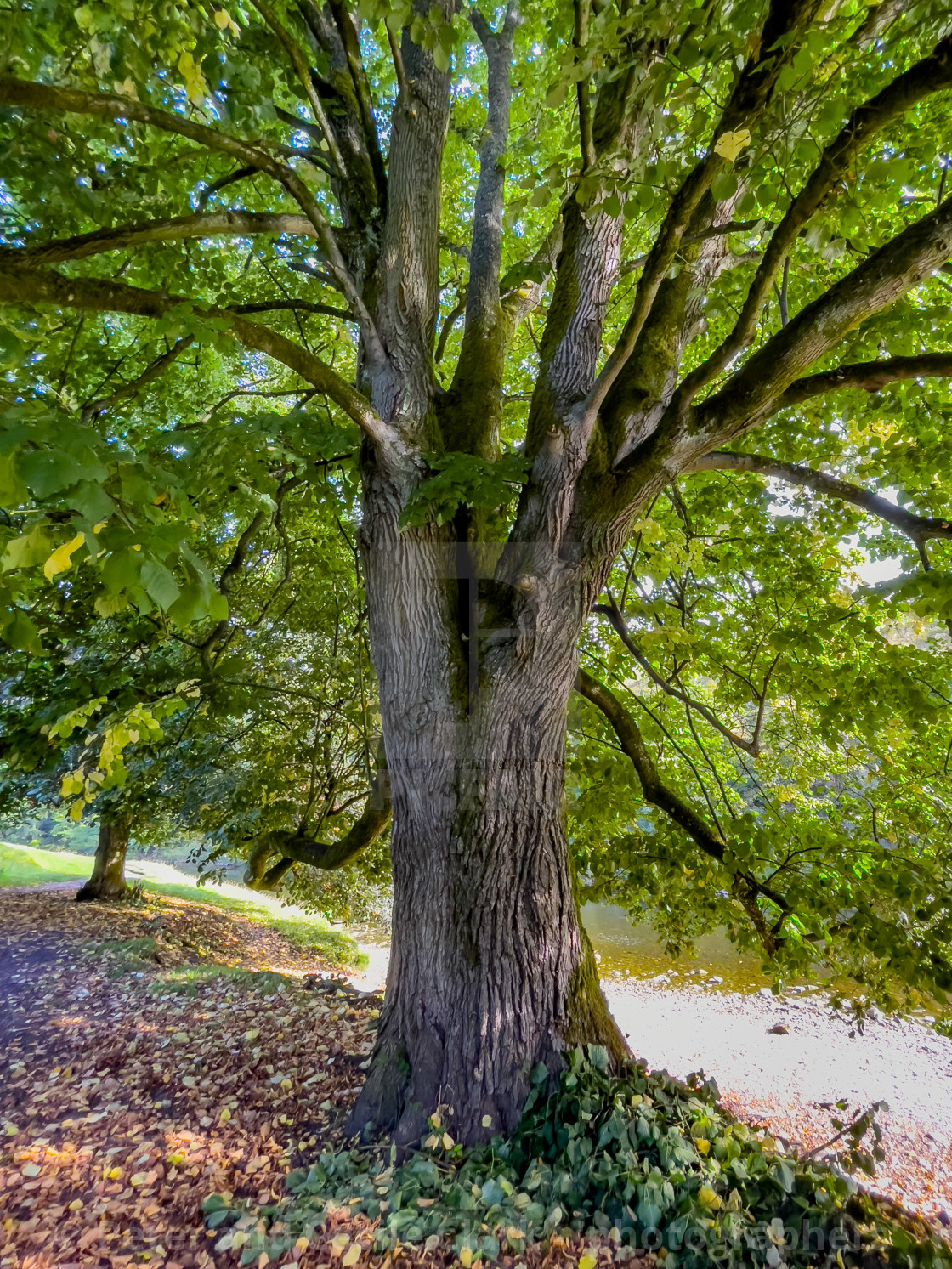 "Mature Tree in Leaf next to River Wharfe." stock image