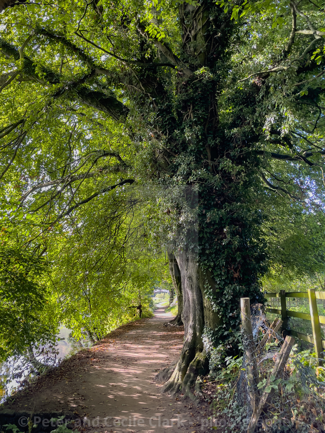 "Mature Tree in Leaf next to River Wharfe." stock image