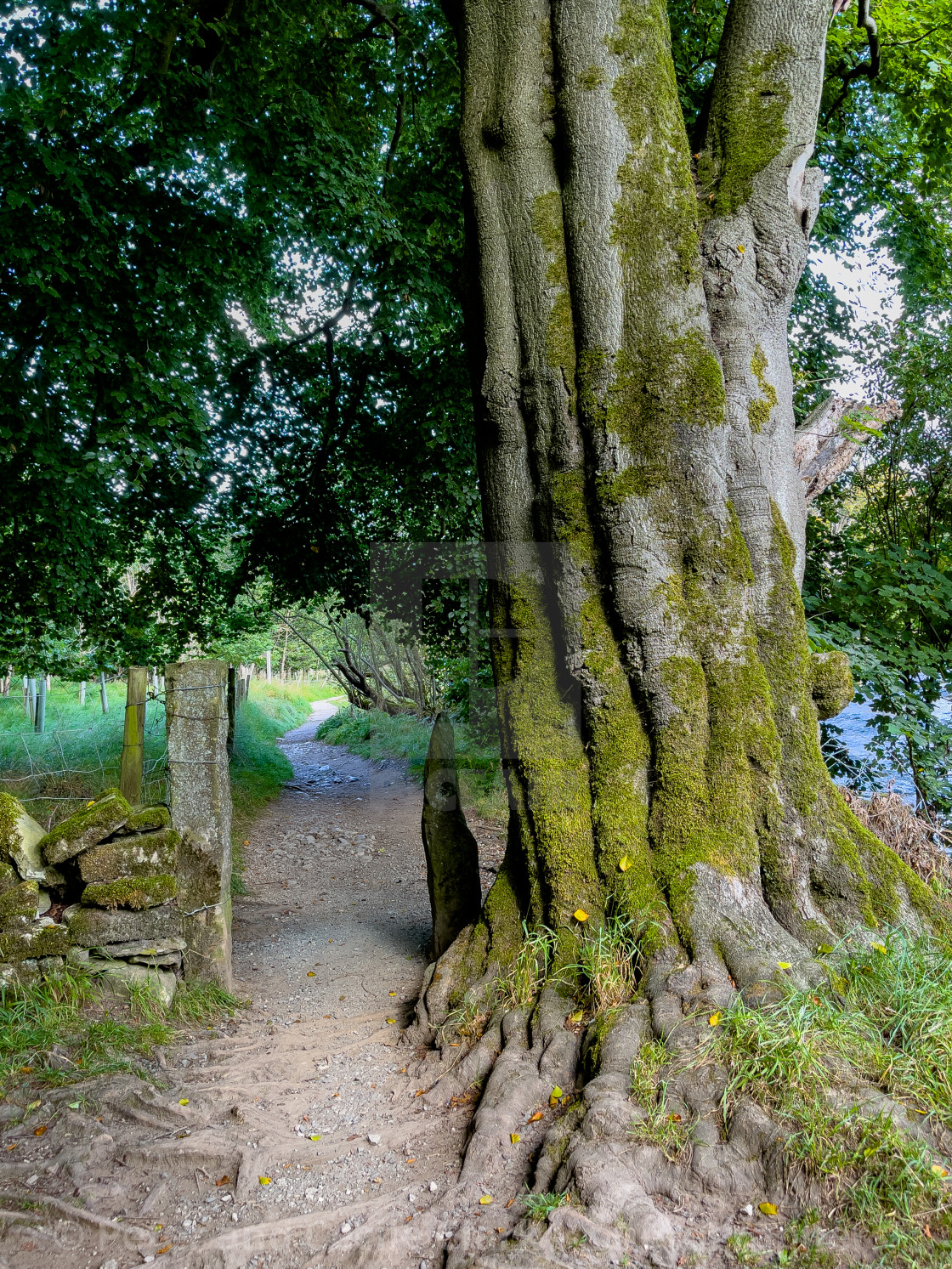 "Mature Tree in Leaf next to River Wharfe." stock image