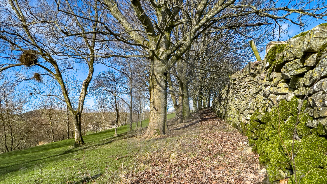 "Yorkshire Drystone Wall with Moss." stock image