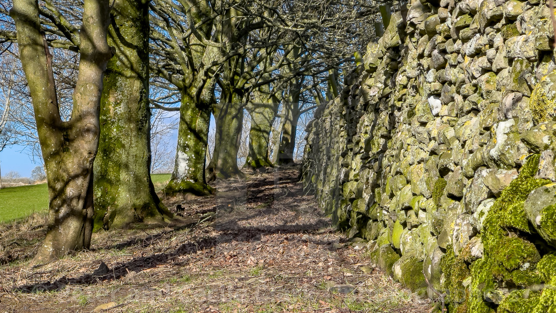 "Yorkshire Drystone Wall with Moss." stock image