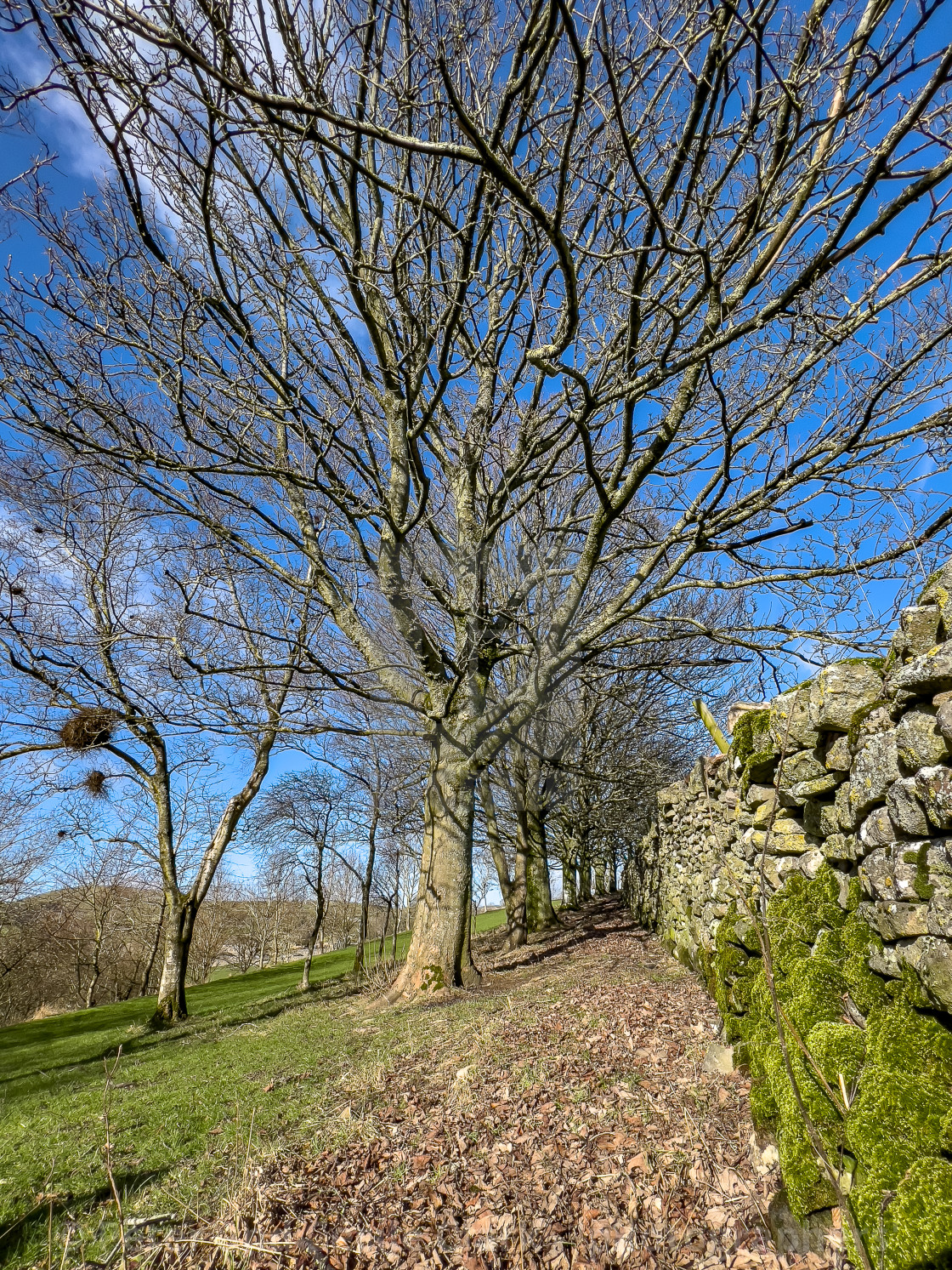 "Yorkshire Drystone Wall with Moss." stock image