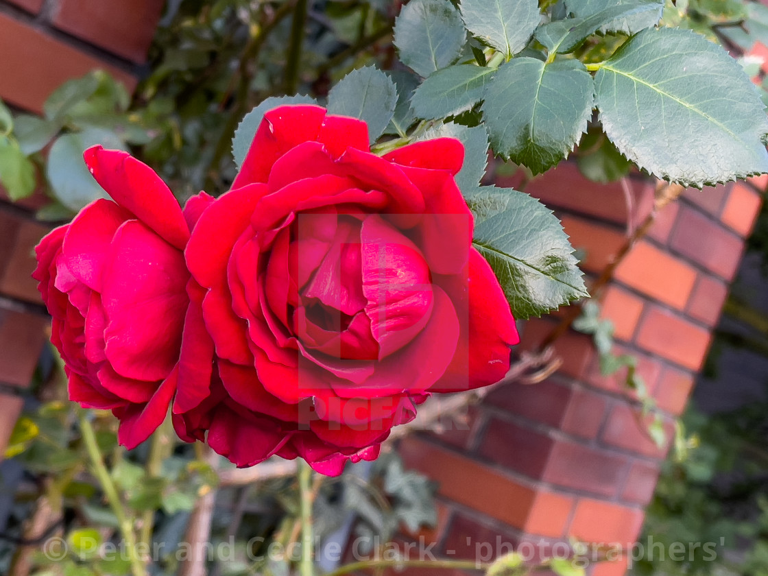 "Red Rose in Bloom." stock image