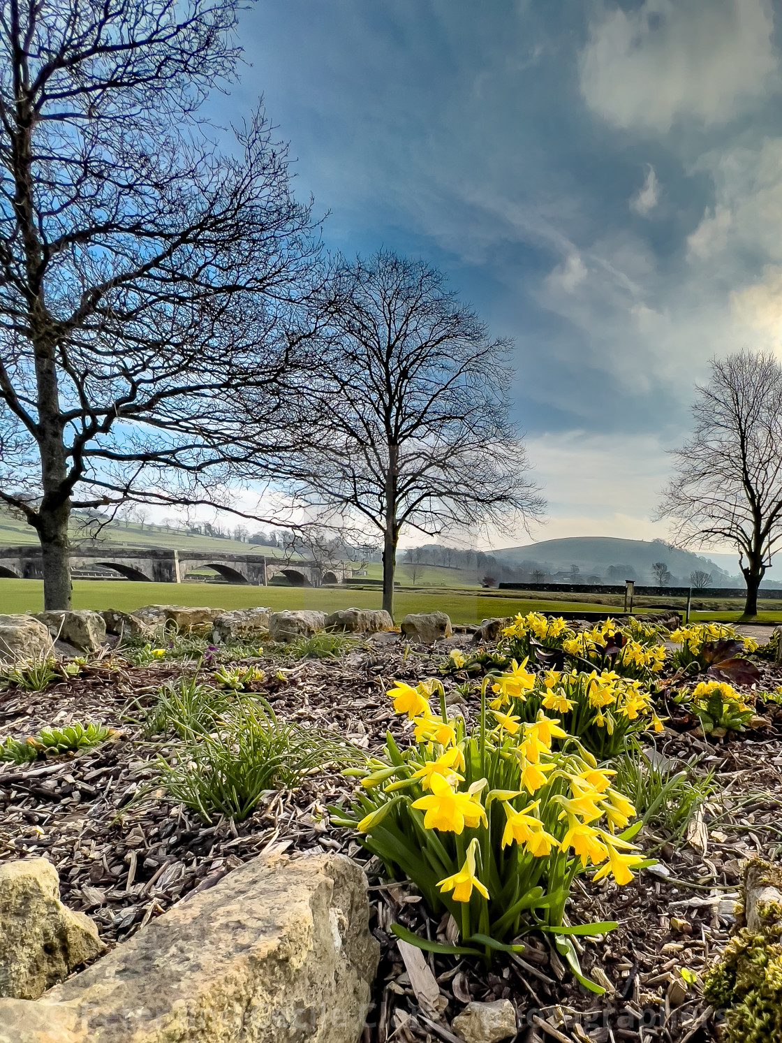 "Daffodils at Burnsall." stock image