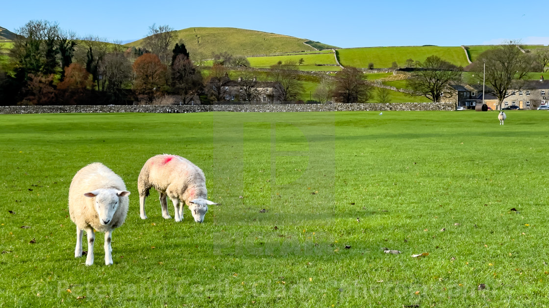 "Sheep Grazing in Burnsall." stock image
