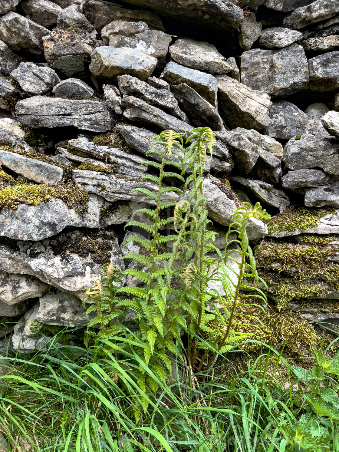 "Drystone Wall and Fern, Yorkshire Dales." stock image