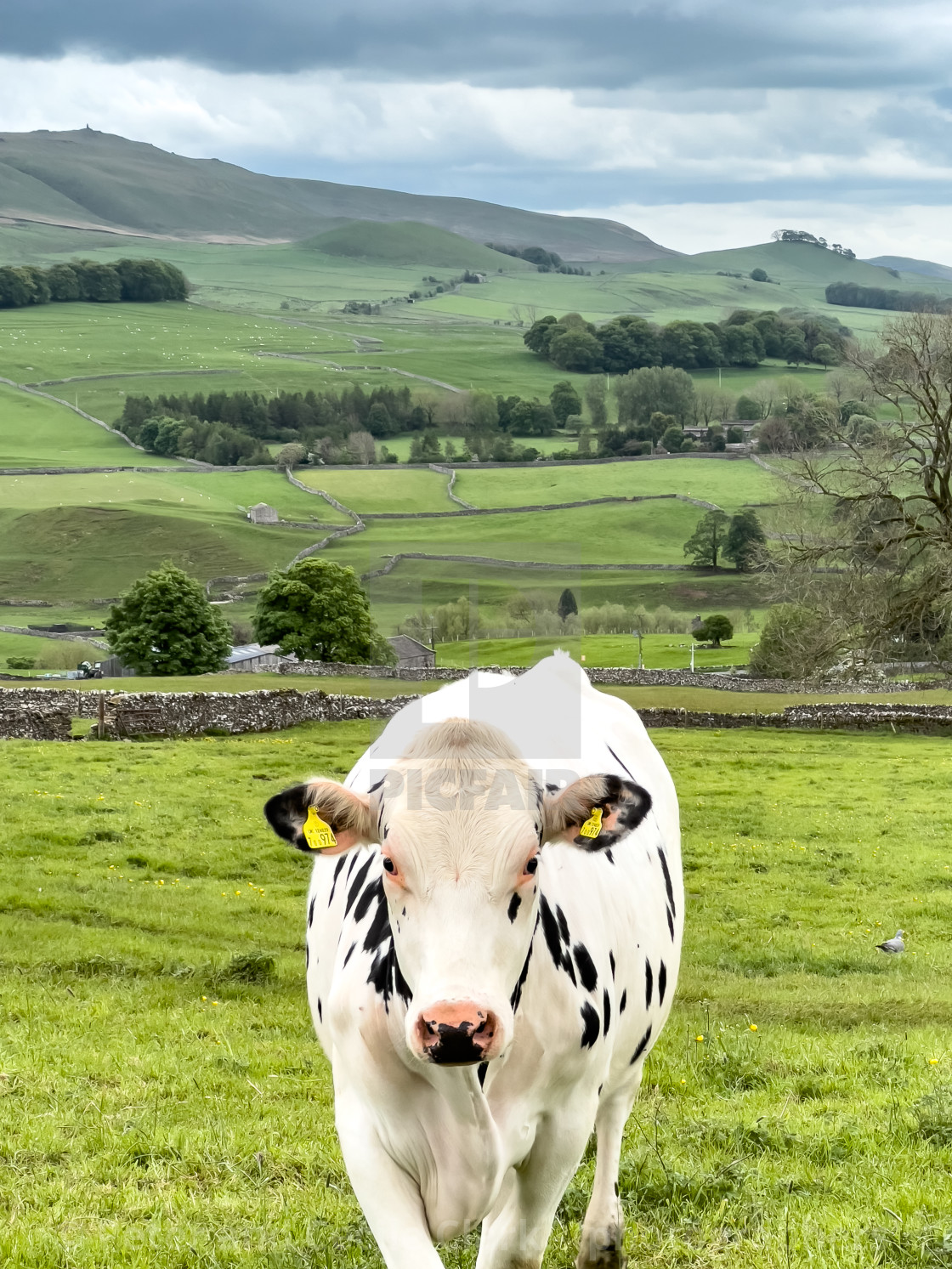 "Cow in Yorkshire Dales Meadow." stock image