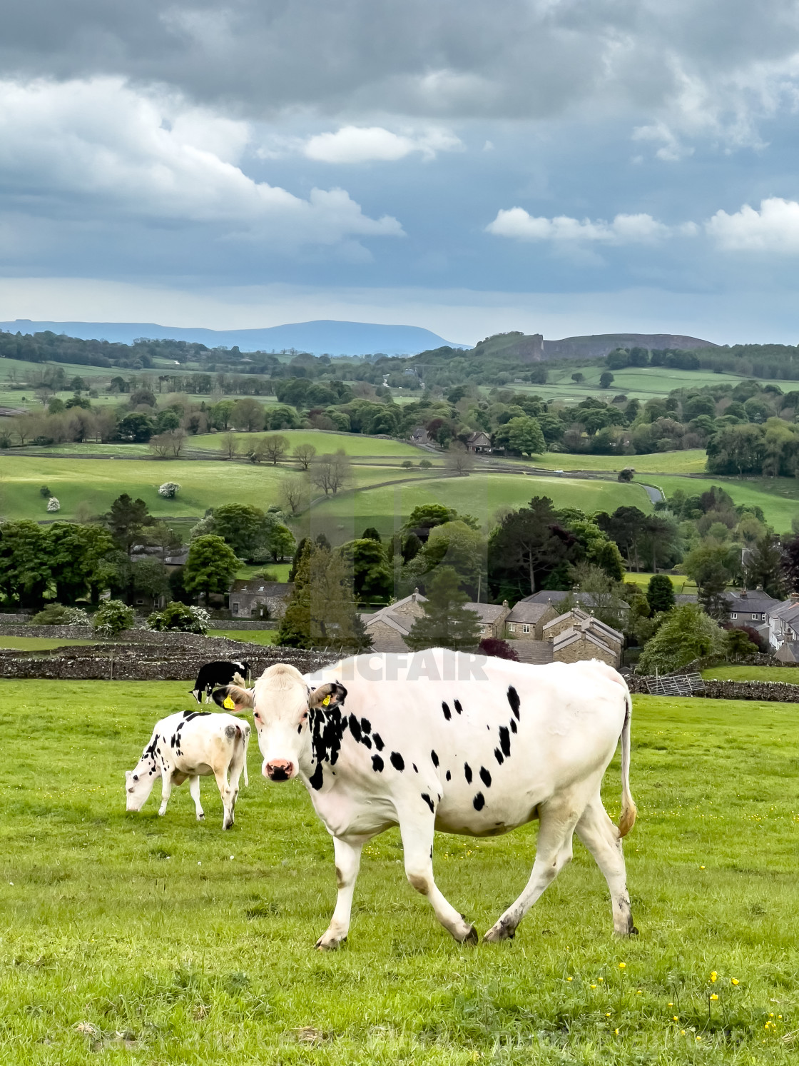 "Cows in Yorkshire Dales Meadow." stock image