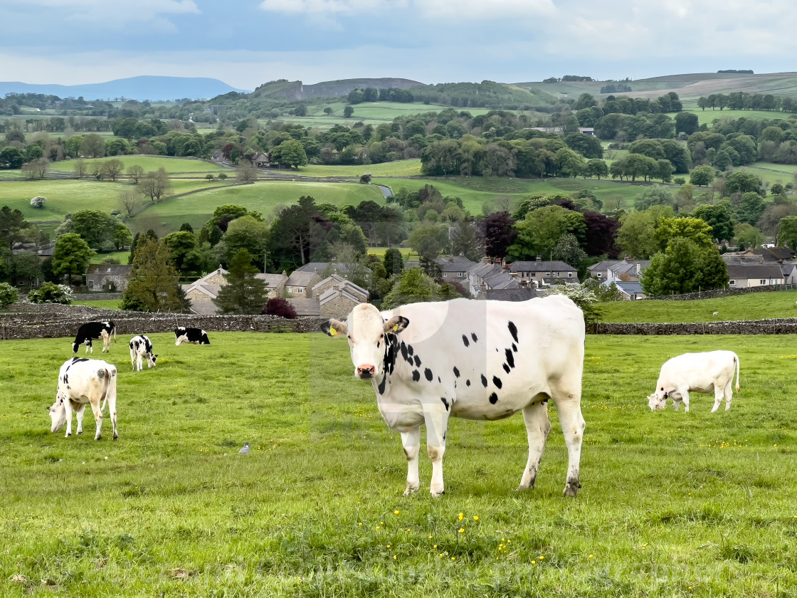 "Cows in Yorkshire Dales Meadow." stock image