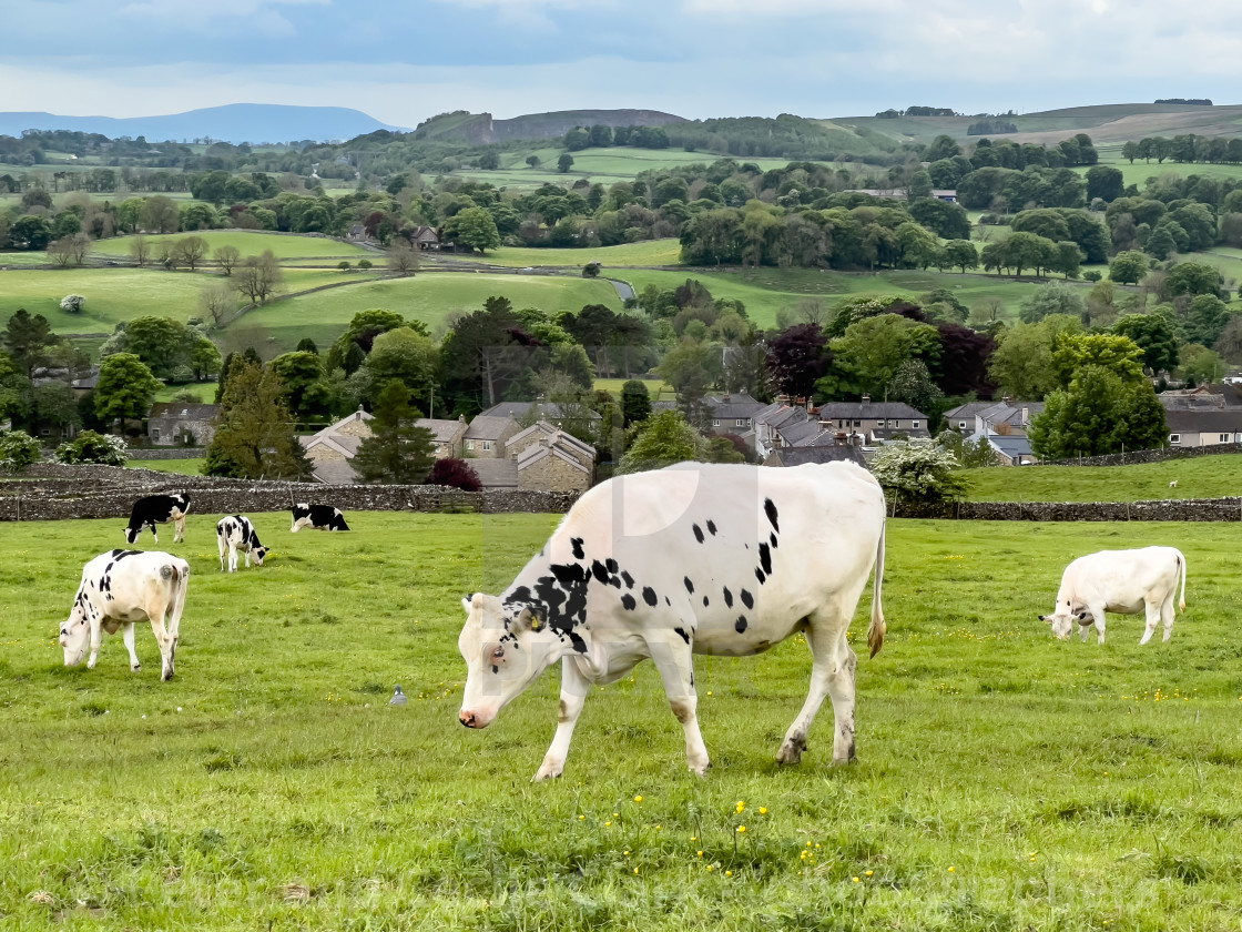 "Cows in Yorkshire Dales Meadow." stock image