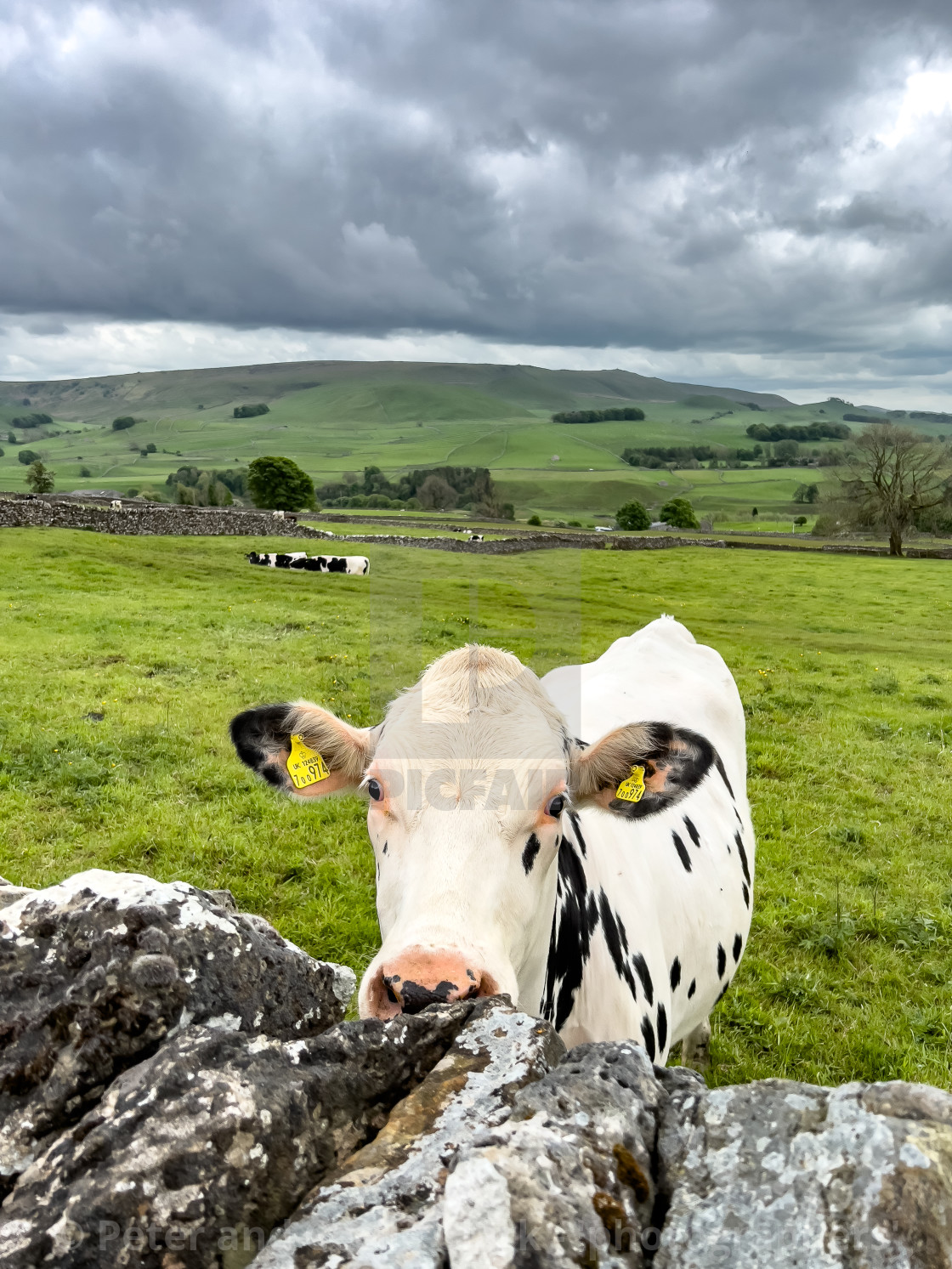 "Cow in Yorkshire Dales Meadow." stock image