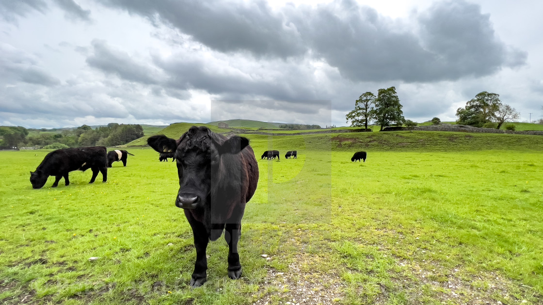 "Cattle in Yorkshire Dales Meadow" stock image