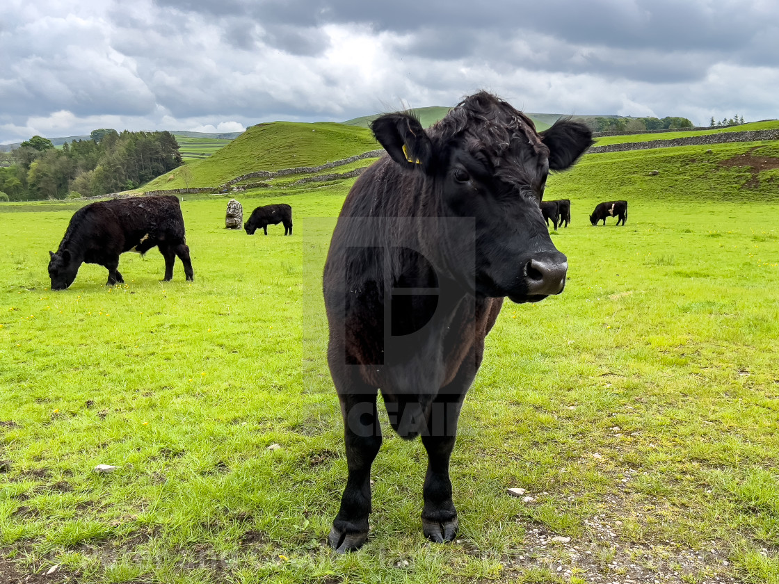 "Cattle in Yorkshire Dales Meadow" stock image