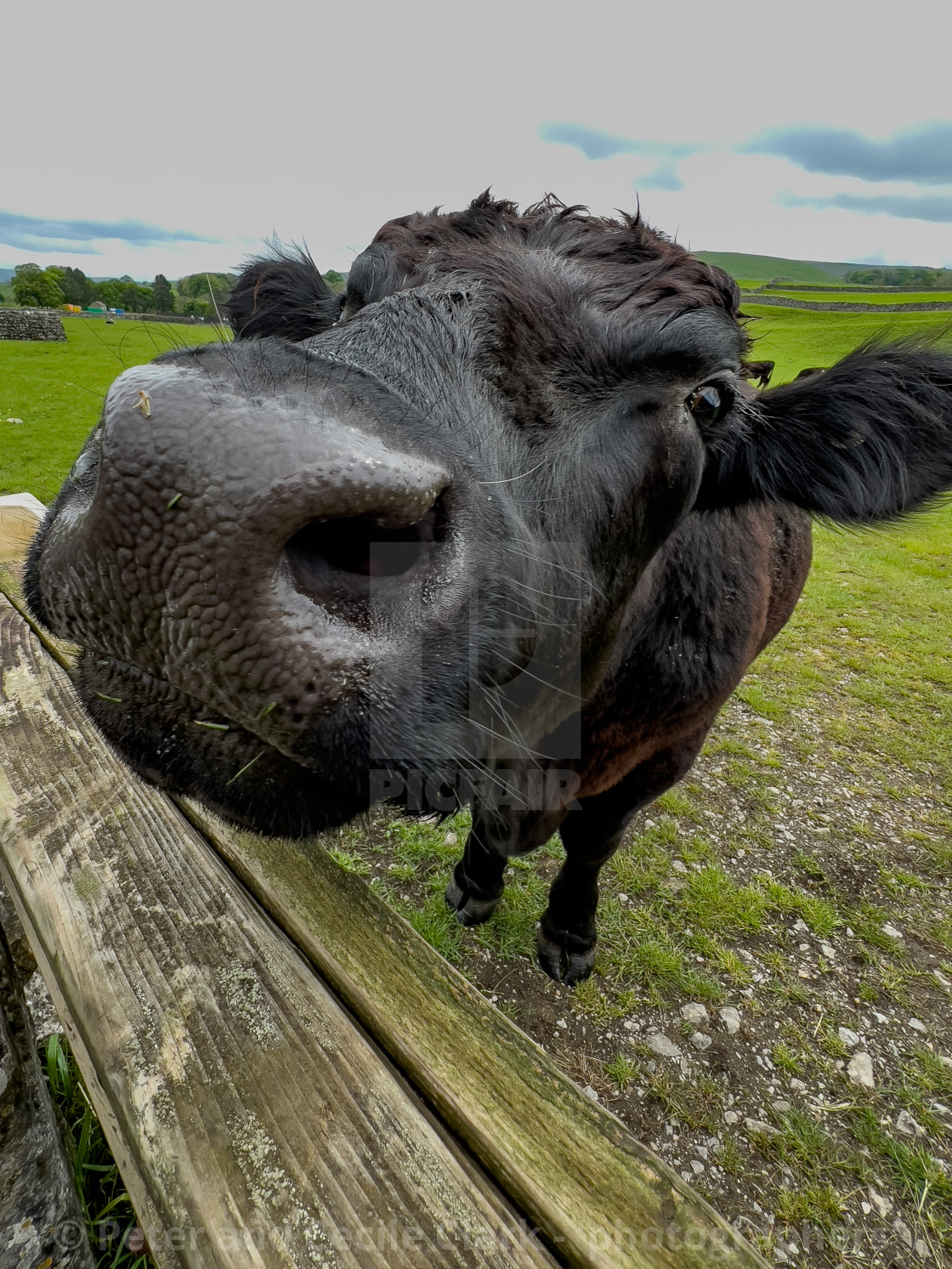 "Cattle in Yorkshire Dales Meadow" stock image