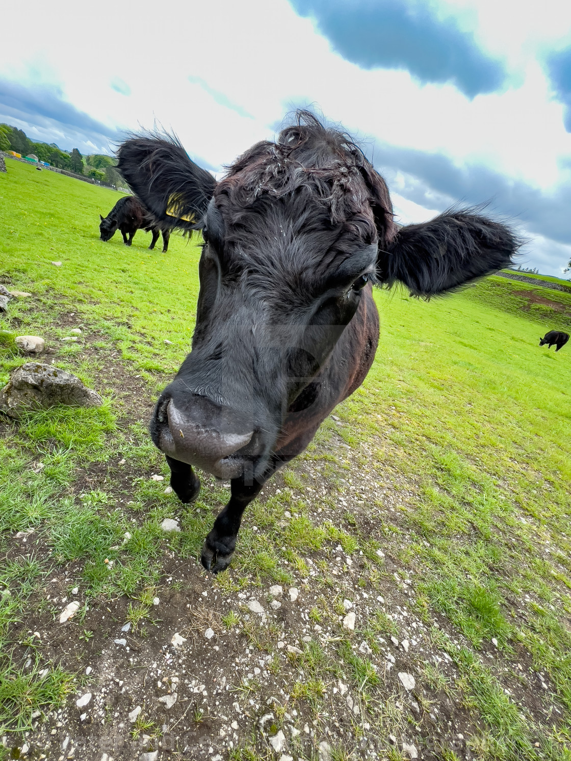 "Cattle in Yorkshire Dales Meadow" stock image