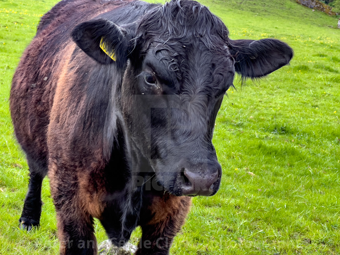 "Cattle in Yorkshire Dales Meadow" stock image