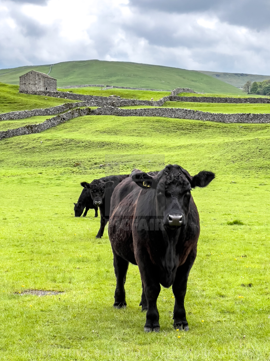 "Cattle in Yorkshire Dales Meadow" stock image