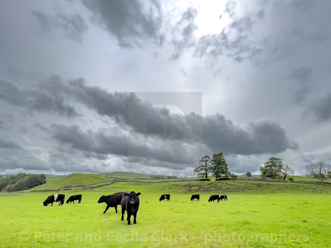 "Cattle in Yorkshire Dales Meadow" stock image