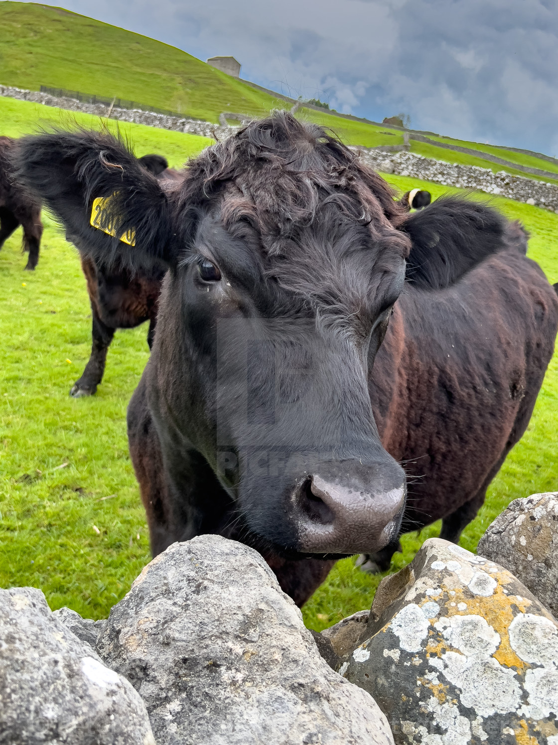 "Cattle in Yorkshire Dales Meadow" stock image