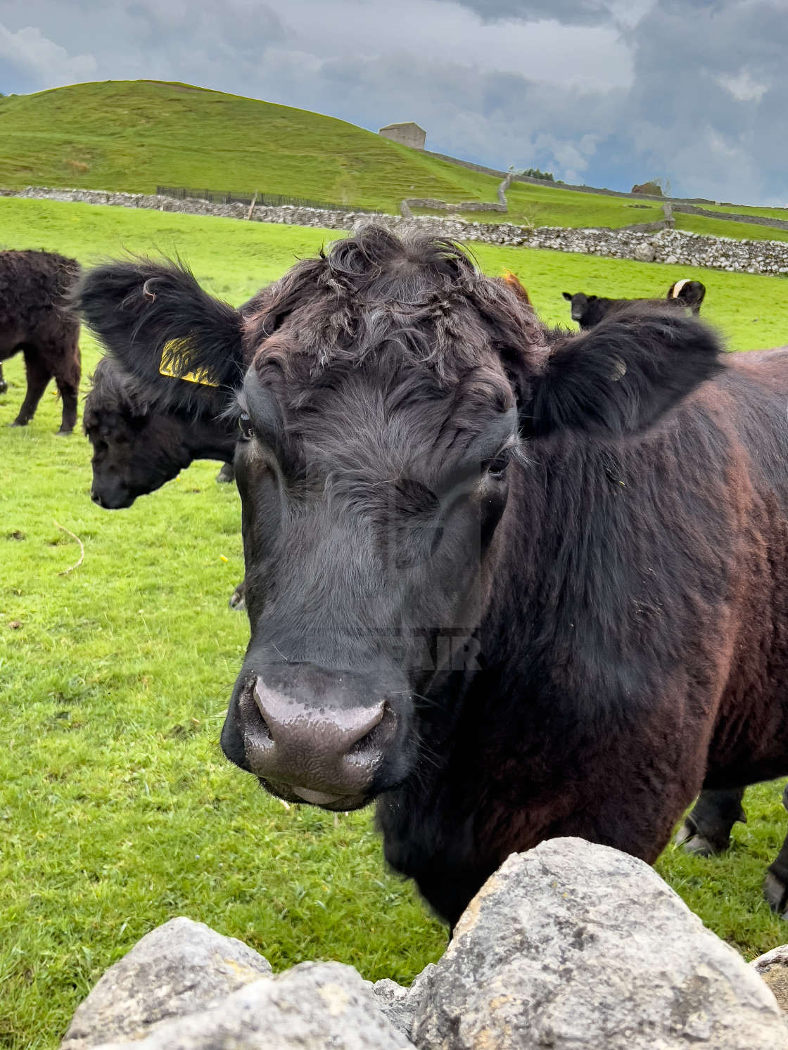 "Cattle in Yorkshire Dales Meadow" stock image