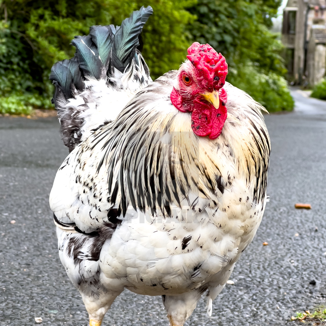 "Light Sussex Hen, Cockerel" stock image