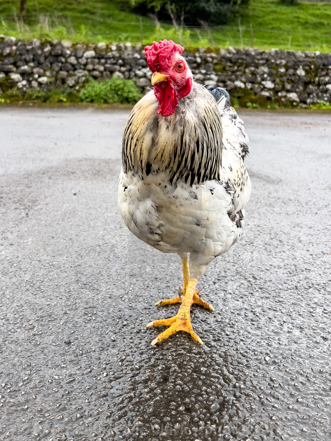 "Light Sussex Hen, Cockerel" stock image