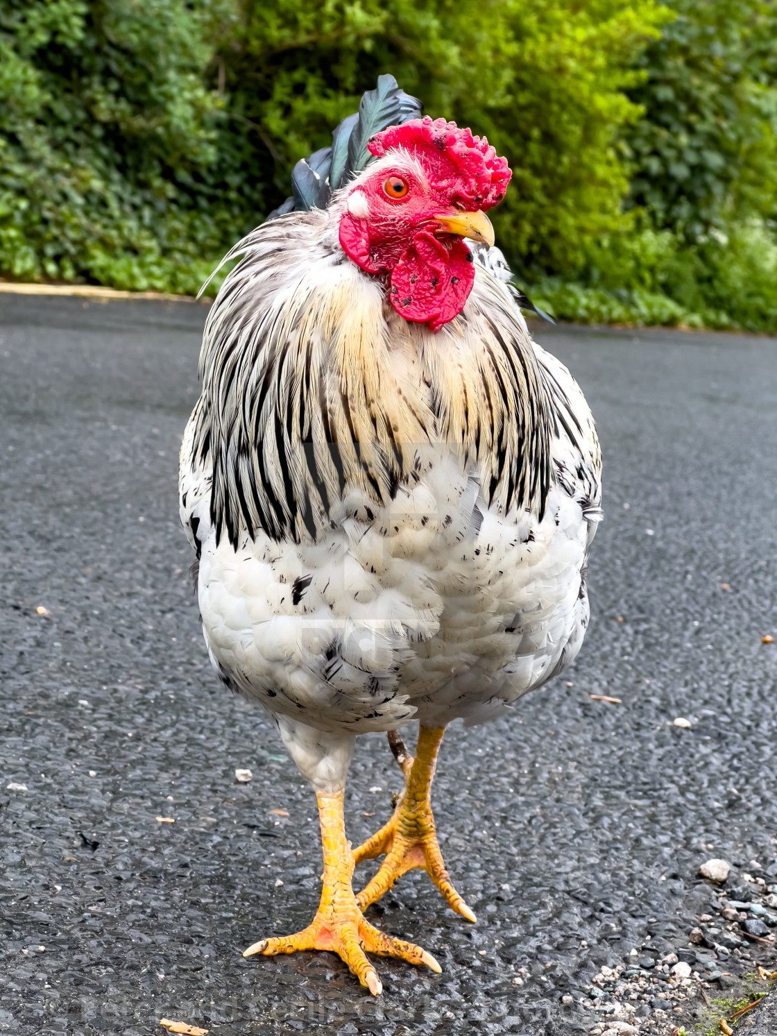 "Light Sussex Hen, Cockerel" stock image