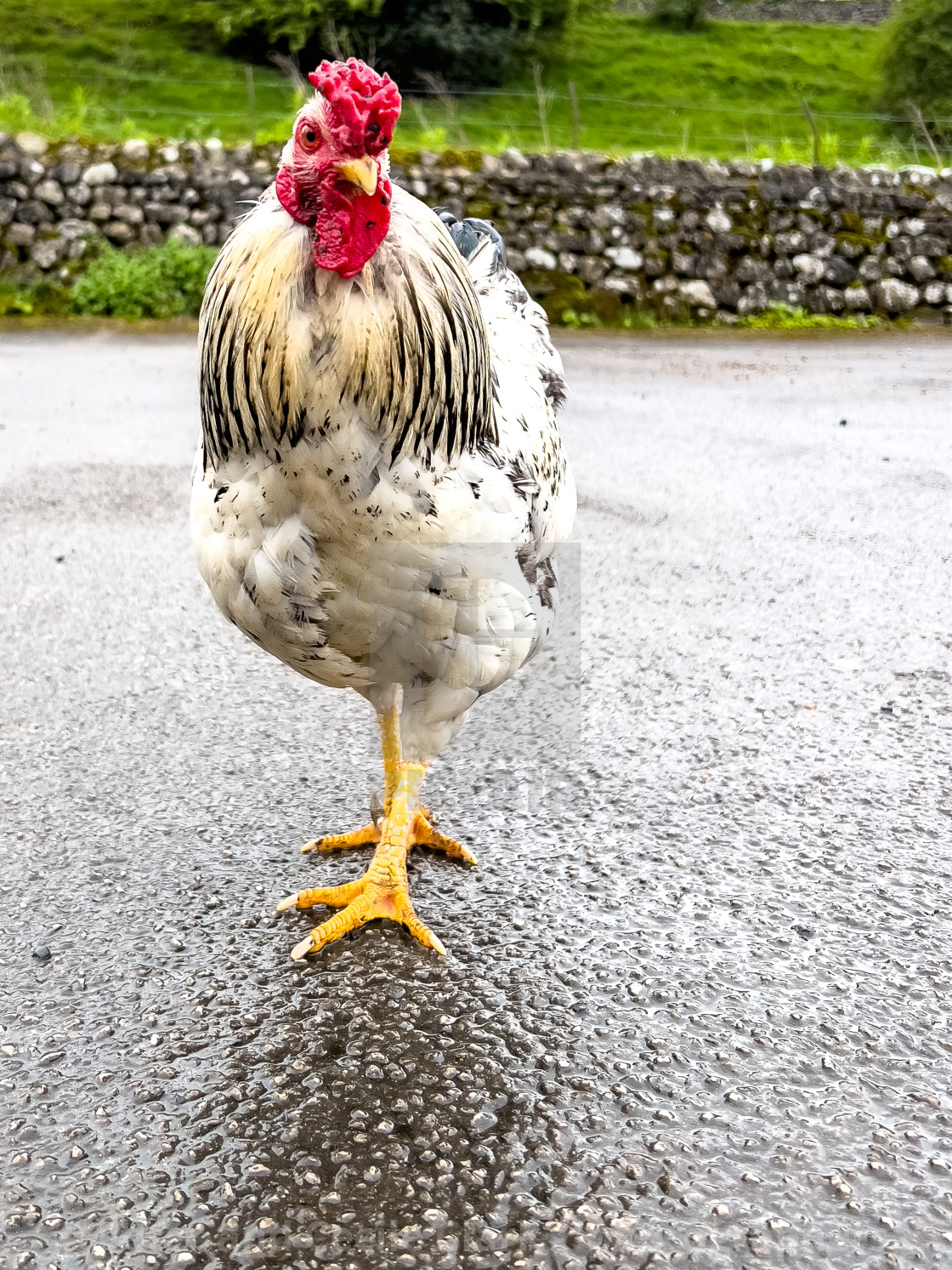 "Light Sussex Hen,Cockerel" stock image