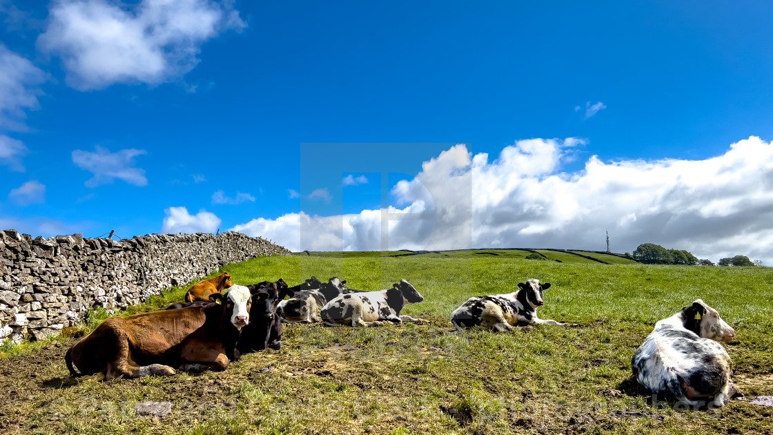 "Cattle Enjoying the Sunshine, Grassington." stock image