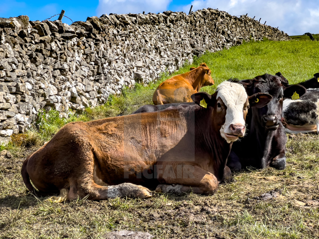 "Cattle Enjoying the Sunshine, Grassington." stock image