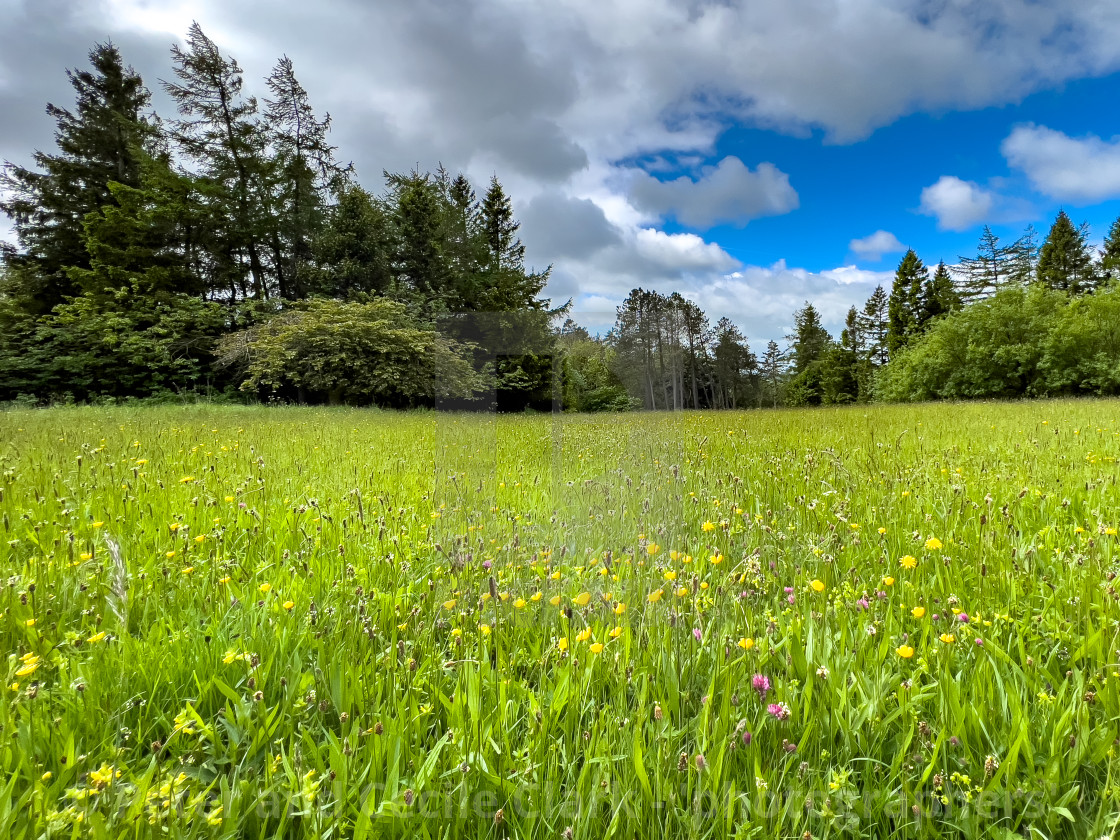 "Wild Flower Meadow near Grassington." stock image