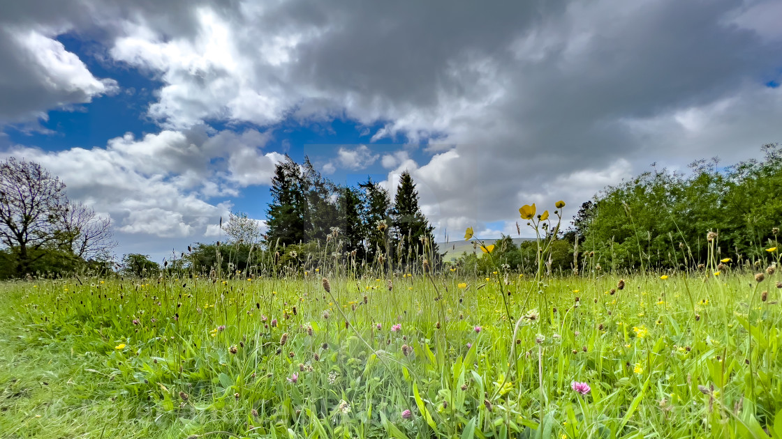 "Wild Flower Meadow near Grassington." stock image