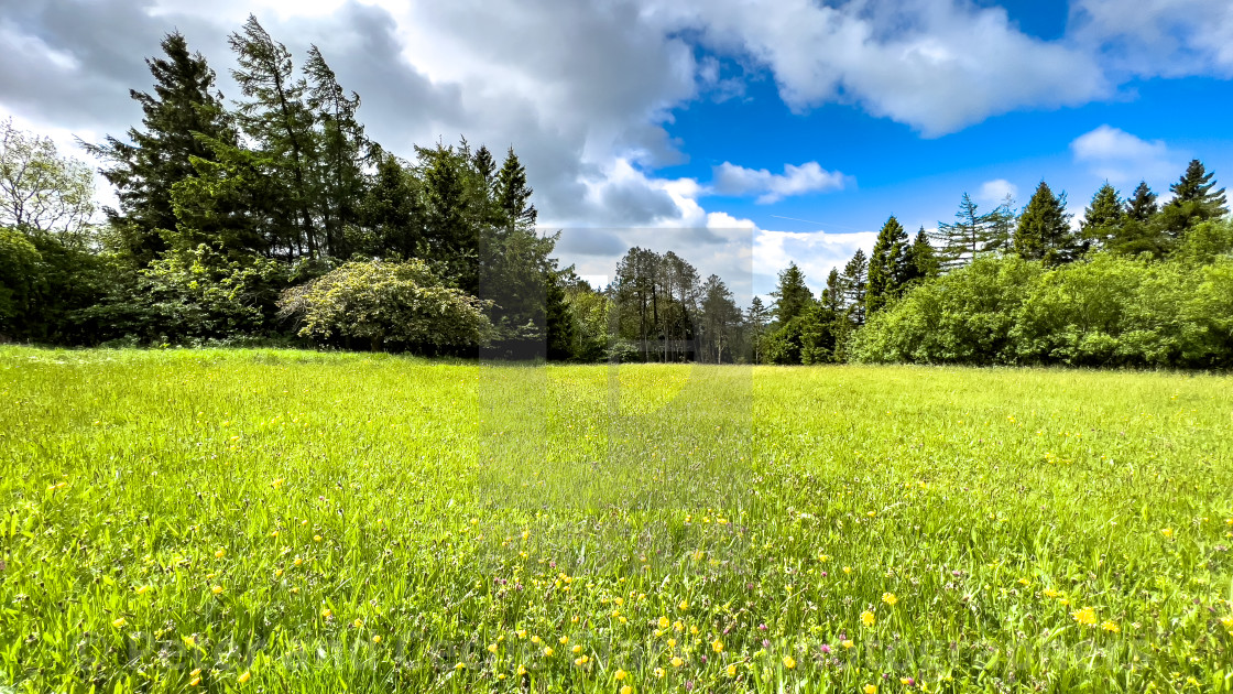 "Wild Flower Meadow near Grassington." stock image