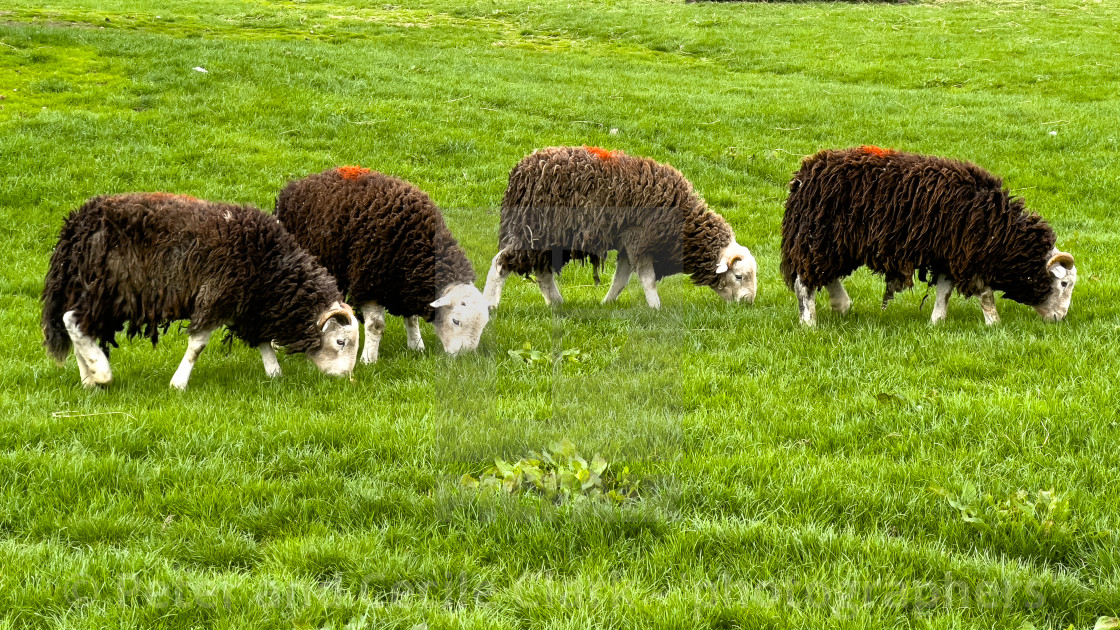 "Herdwick Sheep Grazing." stock image