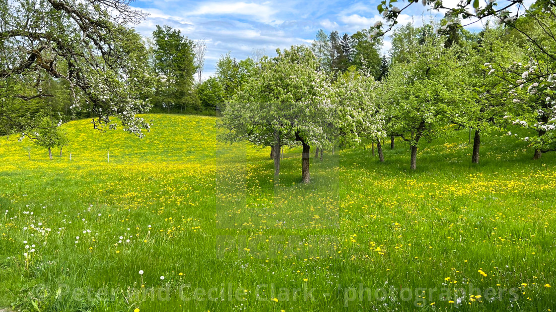 "Hawes, Wild Flower Meadow." stock image