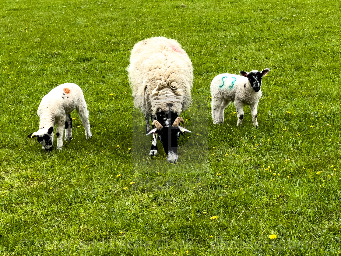 "Ewe with Lambs" stock image