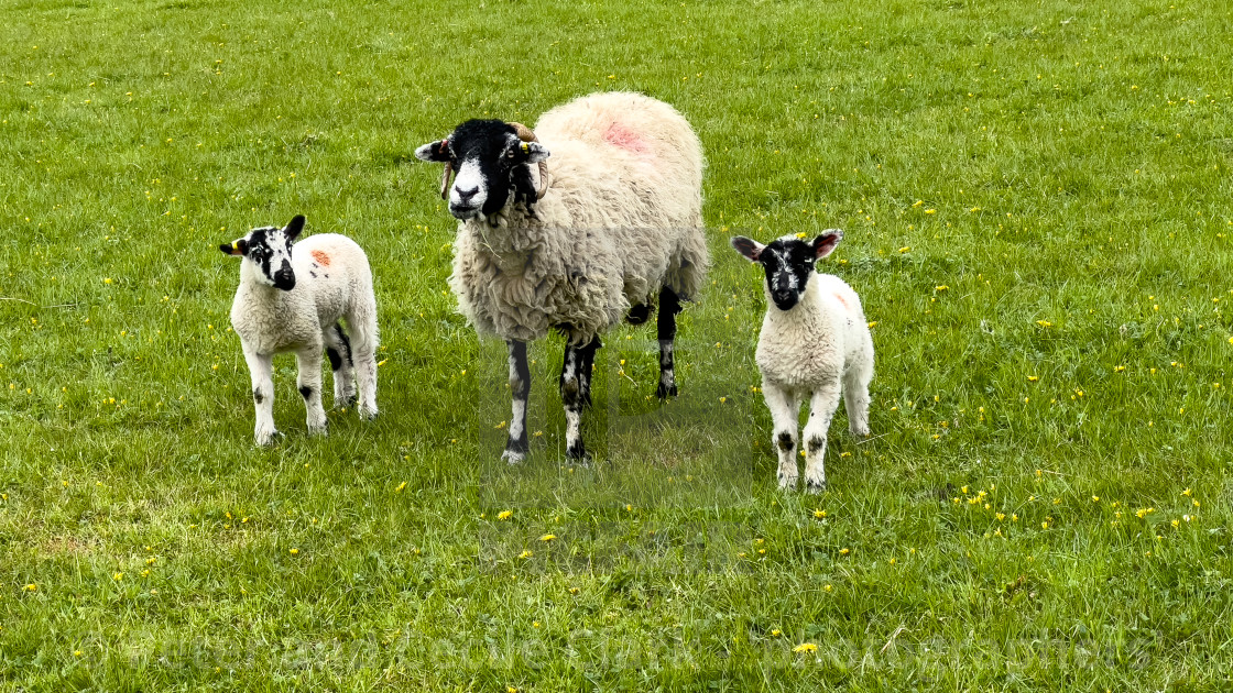 "Ewe with Lambs" stock image