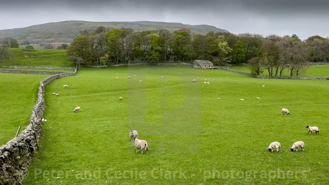 "Wensleydale Meadow" stock image