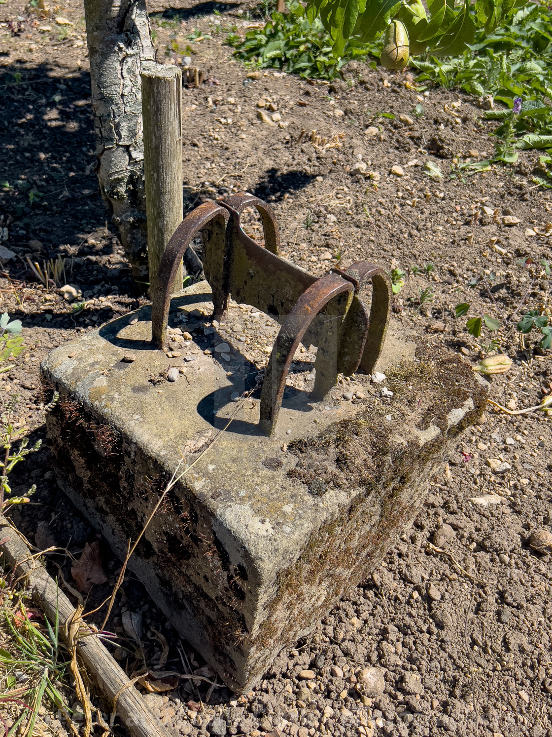 "Boot Scraper, Helmsley Walled Garden" stock image