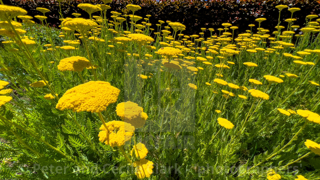 "Flowers, Helmsley Walled Garden" stock image