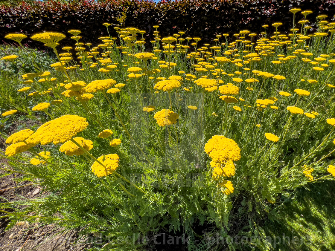 "Flowers, Helmsley Walled Garden" stock image