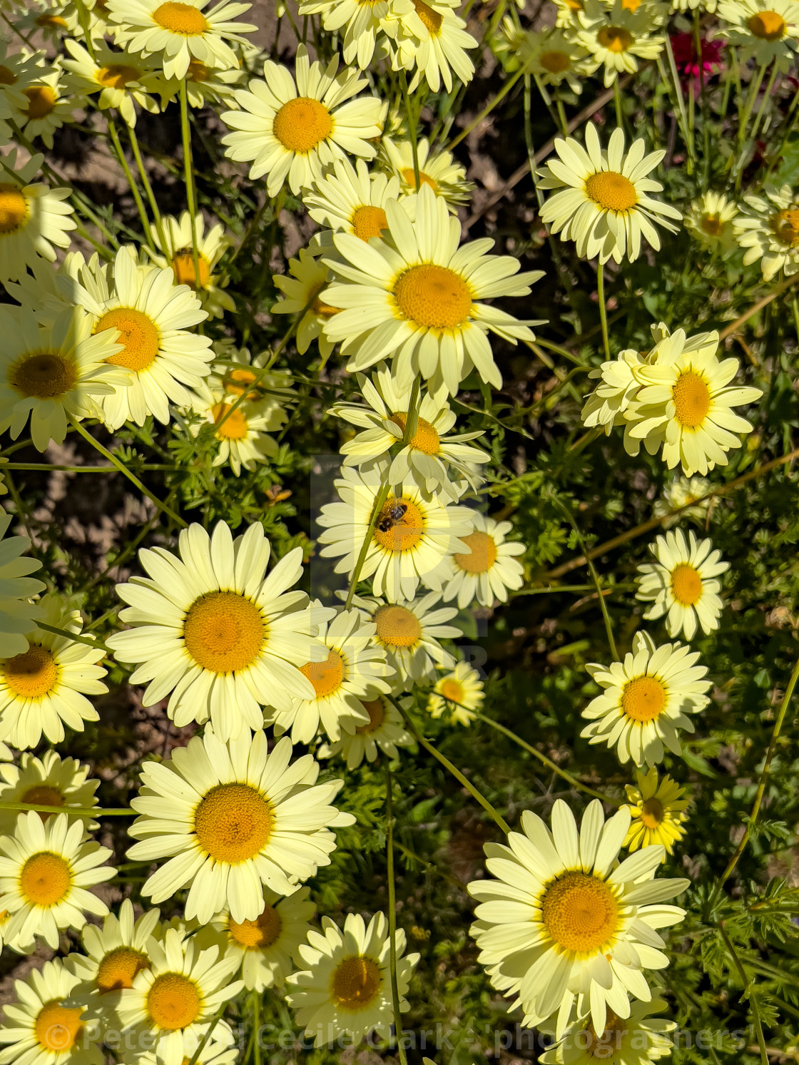 "Flowers, Helmsley Walled Garden" stock image