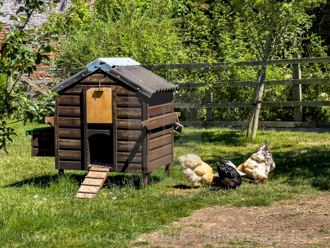 "Hen House" stock image