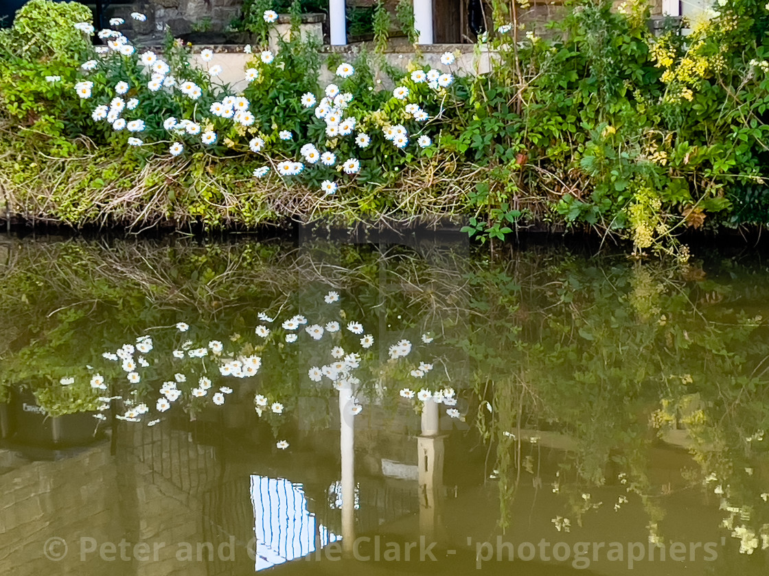 "Flower Reflection, Leeds Liverpool Canal." stock image