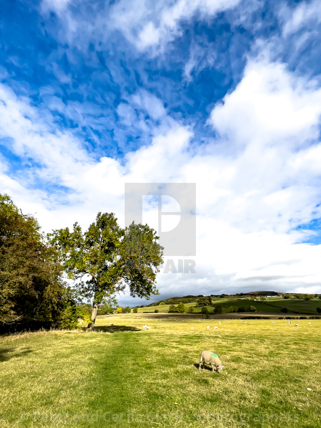 "Sheep in Field" stock image