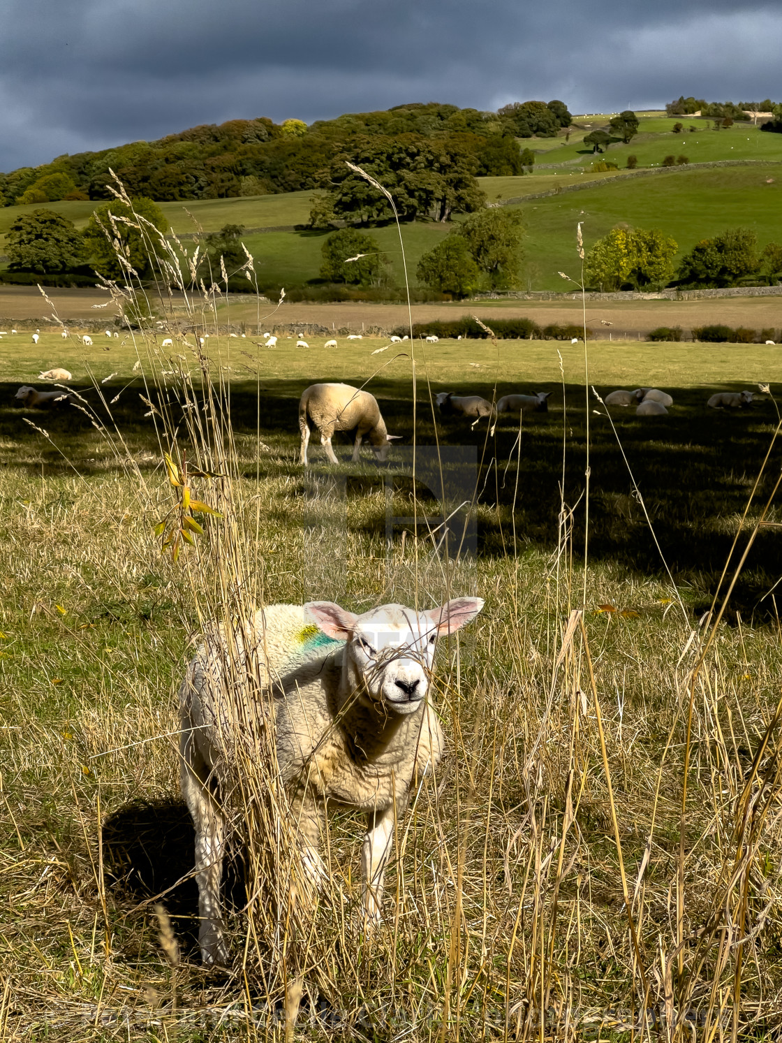 "Sheep in Field" stock image