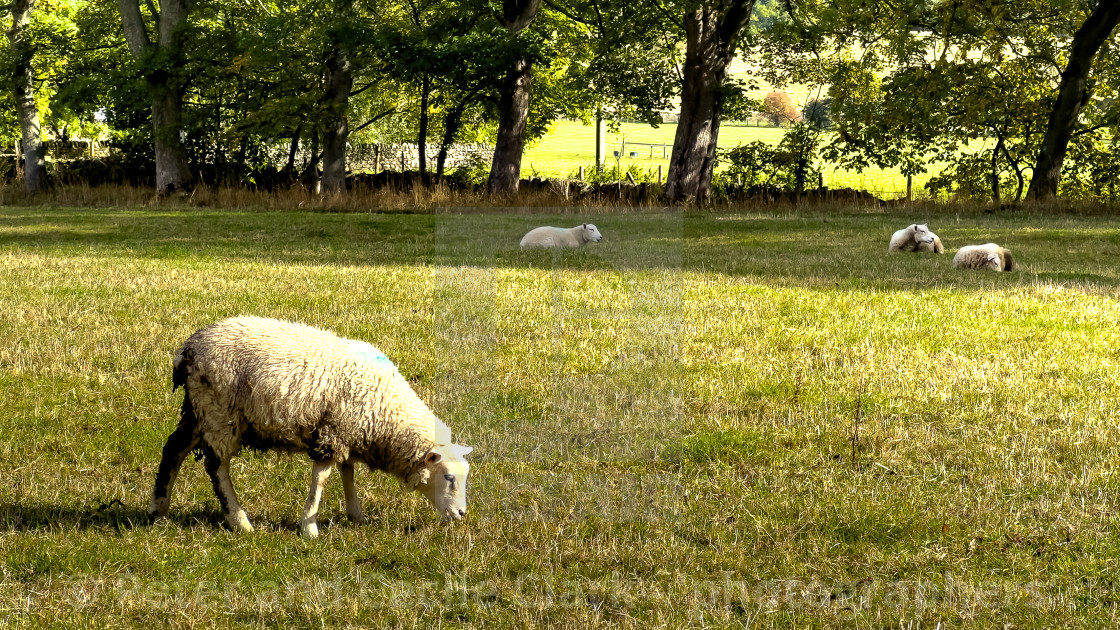 "Sheep in Field" stock image